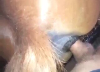 Stallion animal xxx