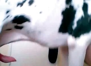 This doggy being trained for bestiality sex