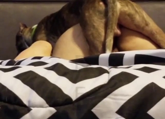 Meaty pussy lady getting fucked by a dog