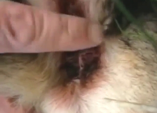 Bestiality sex is the best sex with nice handjobs