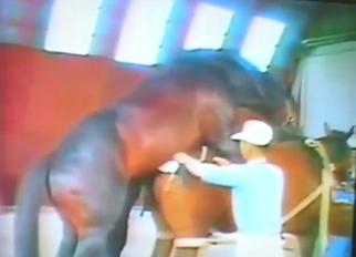 Horse porn movie with beasts doing kinky things