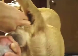 Dude thrusting away in this dog's wet hole