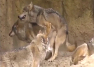 Big, appetizing wolf cock slides right the F in