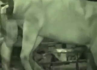 Guy's ass gets rammed by a very hung horse