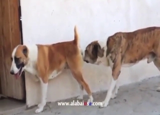 Outdoor zoophile porn with doggystyle and orgasms