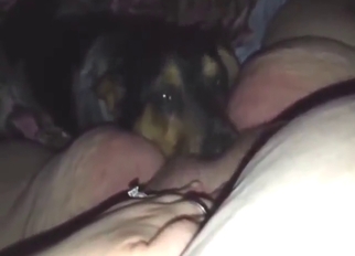 Submissive animal is going to pleasure zoophile