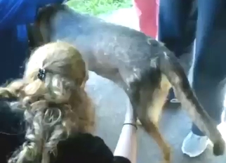 Bestiality porn showing a hot lady stroking dog