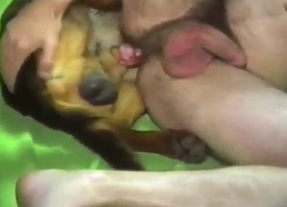 Zoophile takes his anal addiction to next level