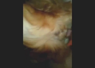 Golden Retriever dog takes a nice cock inside