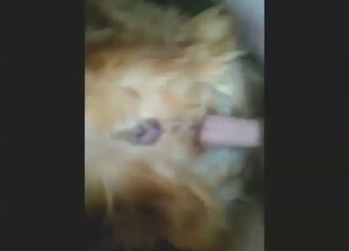 Golden Retriever dog takes a nice cock inside