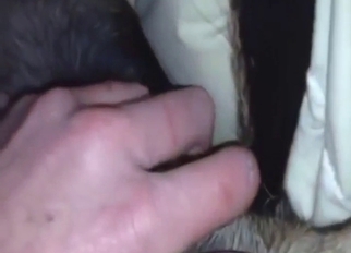 Virginal animal will be corrupted by a zoophile