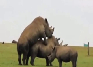 Threesome with rhino sex and some cucking