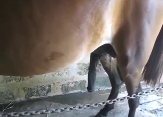Stallion displaying its nice dick while pissing