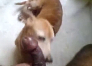 Small dog jumping up and down to lick the dick