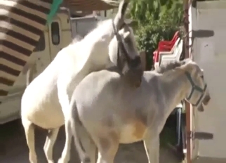 Doggystyle fuck with two donkeys, both outside