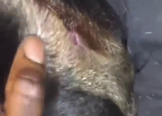 Bestiality porn foreplay with a dog's tight hole