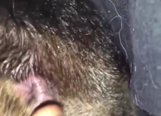 Bestiality porn foreplay with a dog's tight hole