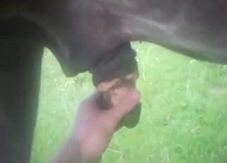 Bestiality sex starts off with a nice handjob