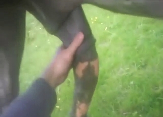 Bestiality sex starts off with a nice handjob