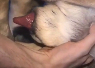 Bestiality porn proves that old dogs fuck hard too