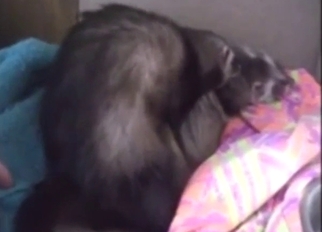 Bestiality sex with ferrets is something new
