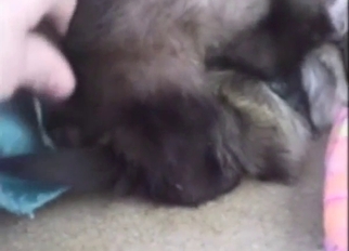 Bestiality sex with ferrets is something new