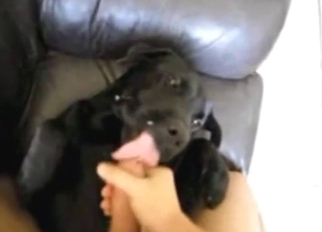 Bestiality sex with a Rottweiler taking dick deep