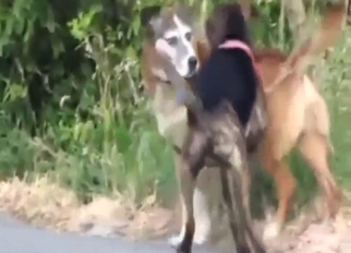 Zoo porn: homosexual animals fucking anally