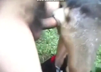Bestiality sex with a slutty female dog gaped