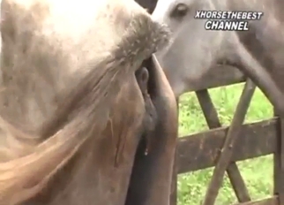 Bestiality porn featuring the hottest beasts