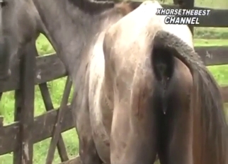 Bestiality porn featuring the hottest beasts