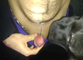 Bestiality sex shows a sexy animal licking him