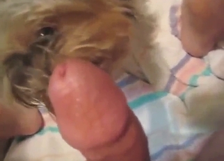 Zoo XXX with a sexed-up beast licking his penis