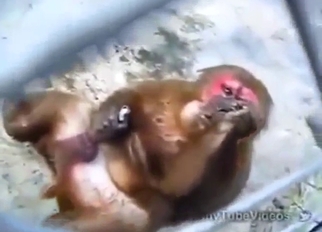 Zoo XXX with a masturbating monkey in HD