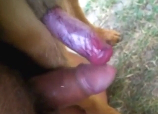 GSD seduction with gay frottage and docking