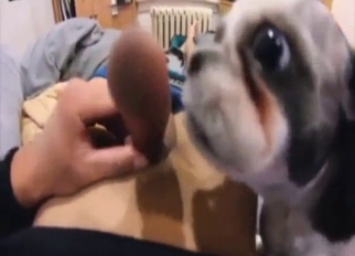 POV pleasing session with a sexy dog licker