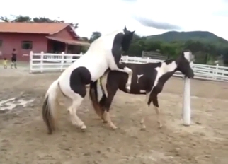 Animalistic fucking with beasts that orgasm