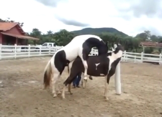 Animalistic fucking with beasts that orgasm