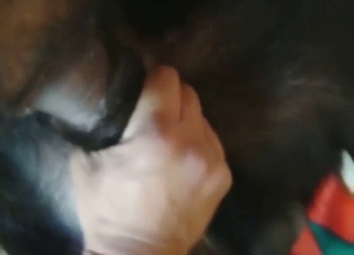 Guy knows just how horny this beast is, teases it