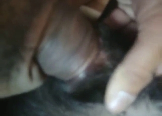 Guy knows just how horny this beast is, teases it