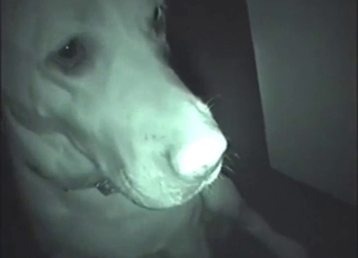 Nighttime romp with a sexy dog that moans