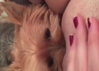 Dog licks that pussy to make her so, so happy