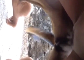 Good-looking ebony babe wants dog fucking