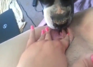 POV oral with a dog that is ready to get her off