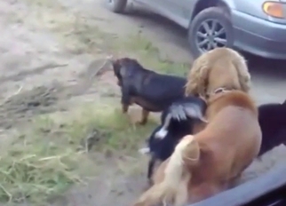 Gay animals end up enjoying doggystyle, more