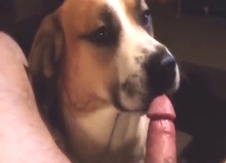 POV bestiality porn shows a sexy animal licking