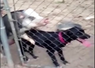 Two trained dogs have sex in the morning