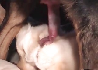 Dog is gonna get ruined for good