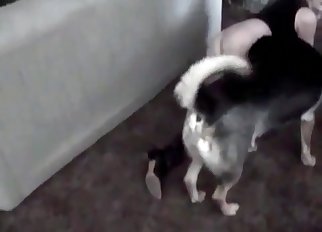 Seductive chick gets fucked brutally