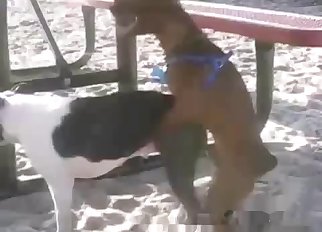 Spotted dog nicely fucked from behind